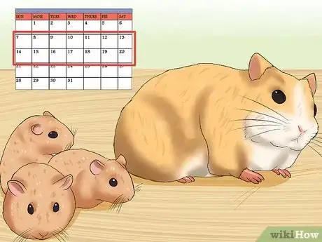 Image titled Learn When to Separate Hamsters Step 3