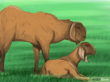 Image titled Care for Nubian Goats Step 19