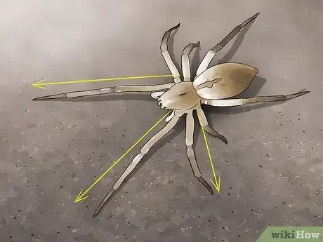 Image titled Identify a Yellow Sac Spider Step 1