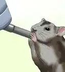 Exercise a Hamster