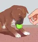Train a Boxer Puppy