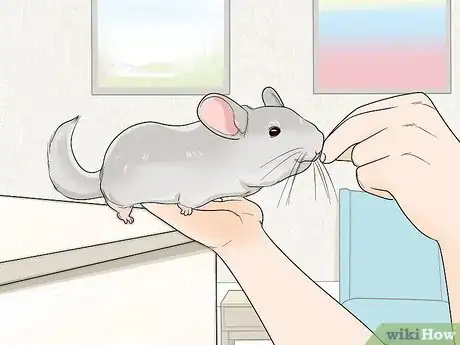 Image titled Let a Chinchilla out of its Cage Step 11