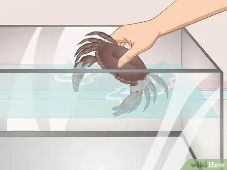 Image titled Transport Crabs Step 3