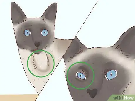 Image titled Decide if a Siamese Cat Is Right for You Step 3