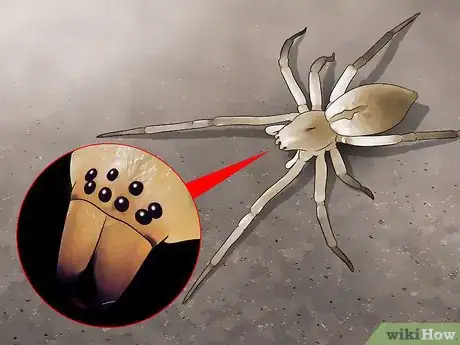 Image titled Identify a Yellow Sac Spider Step 4