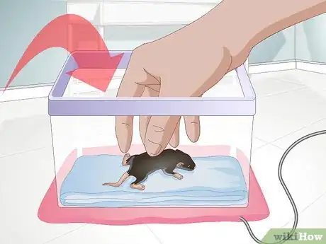 Image titled Tame a Mouse Step 3