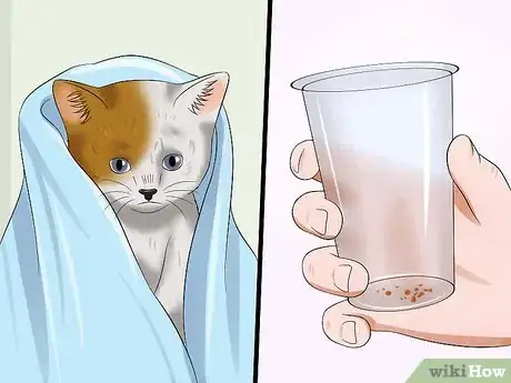 Image titled Get Rid of Fleas on a Kitten Too Young for Topical Ointments Step 5