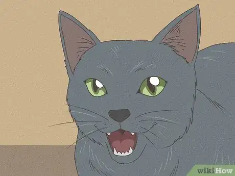Image titled Identify a Russian Blue Step 10