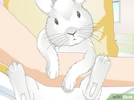 Image titled Give a Rabbit Medication Step 17