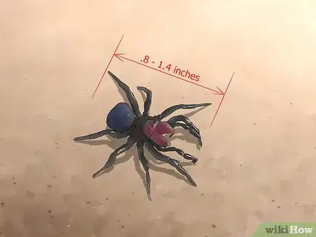 Image titled Identify a Mouse Spider Step 2