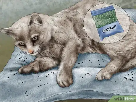 Image titled Encourage a Cat to Use Its Bed Step 10