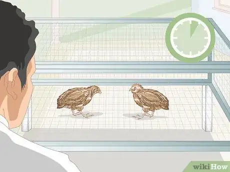 Image titled Know if Your Quail Is Sick Step 1