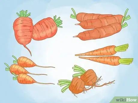 Image titled Grow Carrots in Pots Step 1