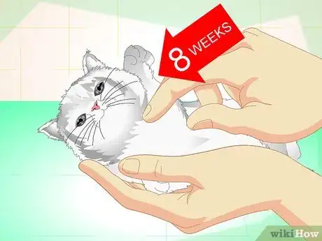 Image titled Get Your Cat Spayed Step 1