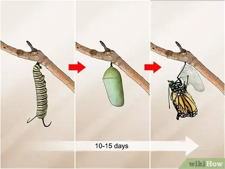 Image titled Catch and Raise Monarch Caterpillars Step 13
