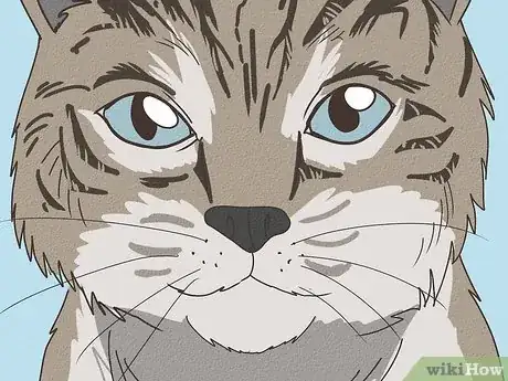 Image titled Tell if Your Cat Is Mixed with Bobcat Step 7