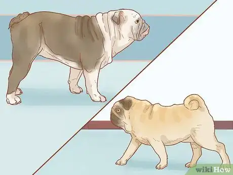 Image titled Identify a Pug Step 17