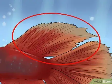 Image titled Identify Different Betta Fish Step 10