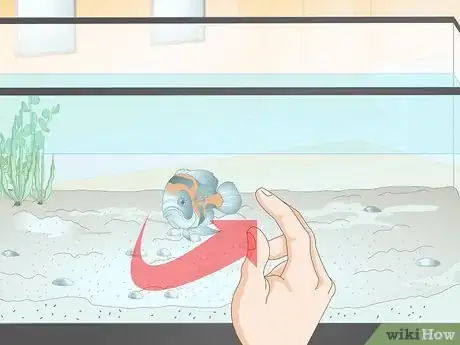 Image titled Train Your Fish to Do Tricks Step 2
