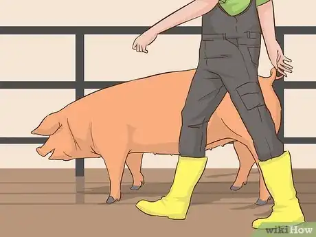 Image titled Hogtie a Pig Step 2