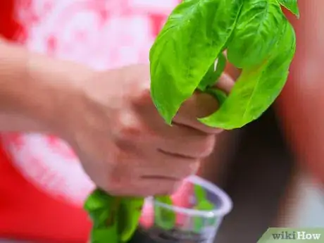 Image titled Dry Basil Step 1