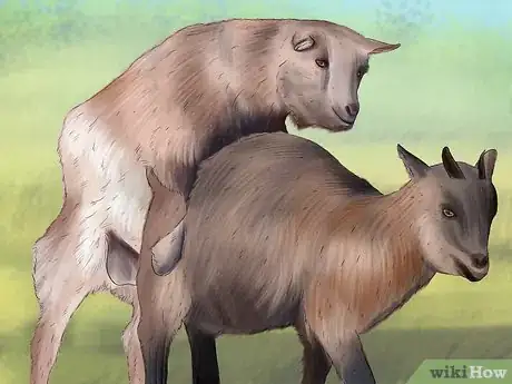 Image titled Breed Goats Step 11