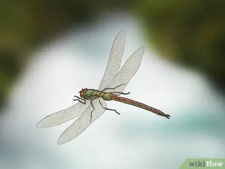 Image titled Identify Flying Insects Step 11
