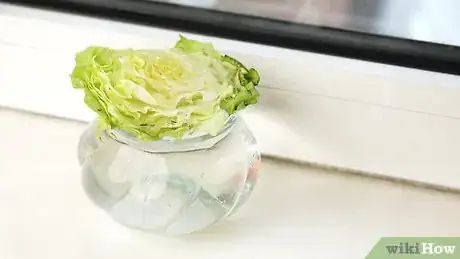 Image titled Grow Lettuce from an Old Lettuce Stem Step 3