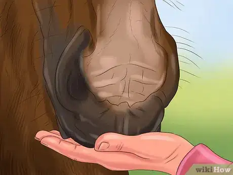 Image titled Hand Feed a Horse Step 11