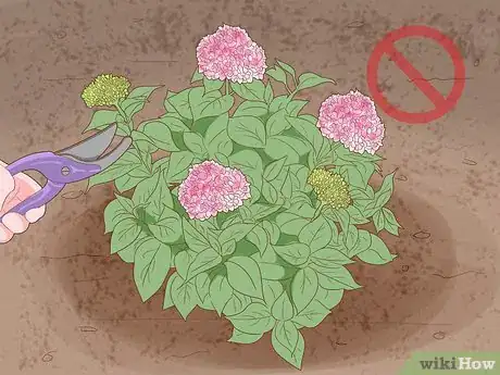 Image titled Get Hydrangeas to Bloom Step 1