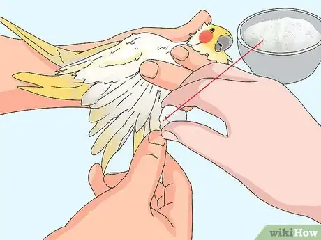 Image titled Treat Injured Cockatiels Step 11