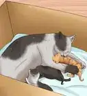 Move Newborn Kittens