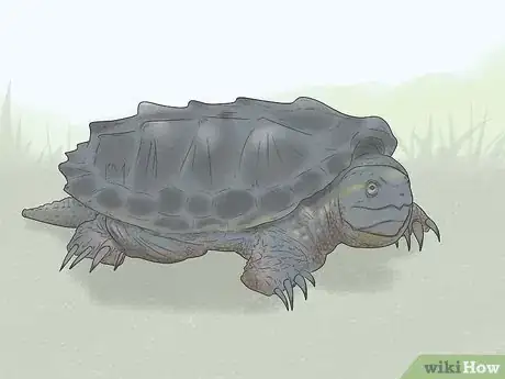 Image titled Identify Turtles Step 7