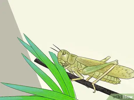 Image titled Breed Grasshoppers Step 7