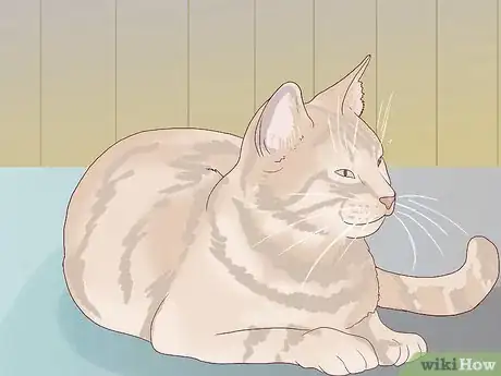 Image titled Introduce a New Cat to Other Cats Step 1