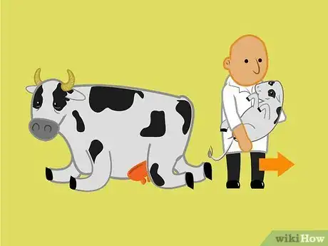 Image titled Get a Cow With Nerve Damage to Her Hind Legs from a Long Birth or Hard Pull to Stand Up Step 2Bullet1