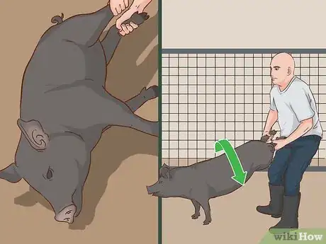Image titled Hogtie a Pig Step 5