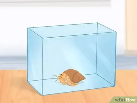 Image titled Buy a Pet Hermit Crab Step 7