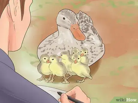 Image titled Breed Ducks Step 13