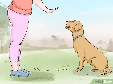 Image titled Care for a Labrador Retriever Step 14