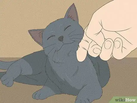 Image titled Identify a Russian Blue Step 9
