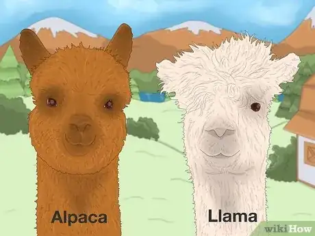 Image titled Llama vs Alpaca Step 3