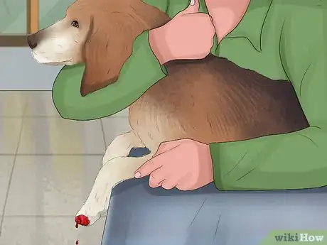 Image titled Stop a Dog from Bleeding Step 11