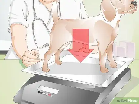 Image titled Neuter a Dog Step 4