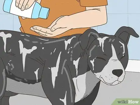 Image titled Care for an American Pit Bull Terrier Step 14