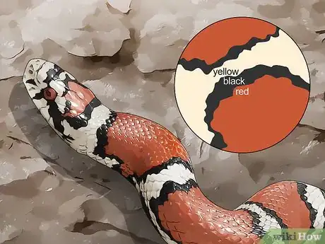 Image titled Tell the Difference Between a Milk Snake and a Coral Snake Step 2