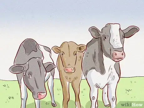 Image titled Herd Cattle Step 11