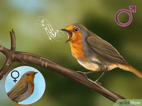 Image titled Tell a Male Robin from a Female Robin Step 4