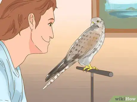 Image titled Train Your First Falcon Step 2