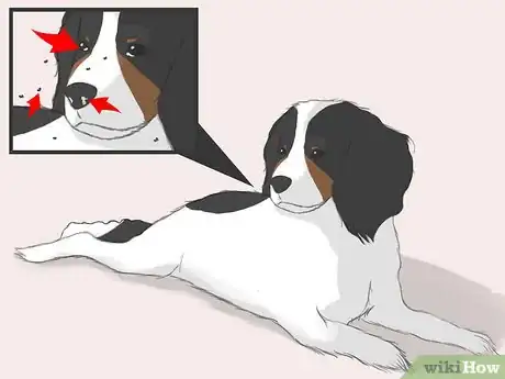 Image titled Select a Cavalier King Charles Spaniel Step 3
